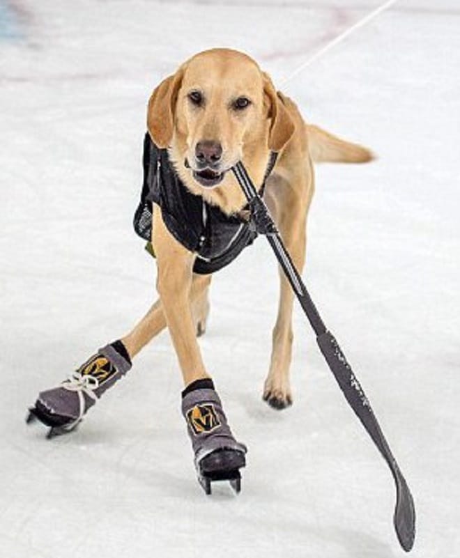 Собака играет в хокей