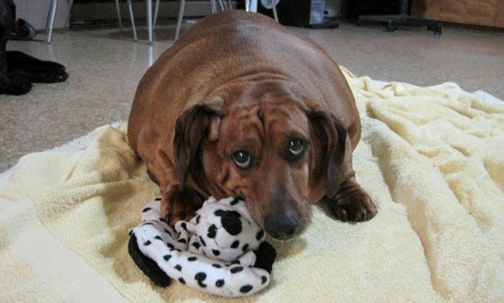 МурКис де Блох, или забавные прозвища наших питомцев 