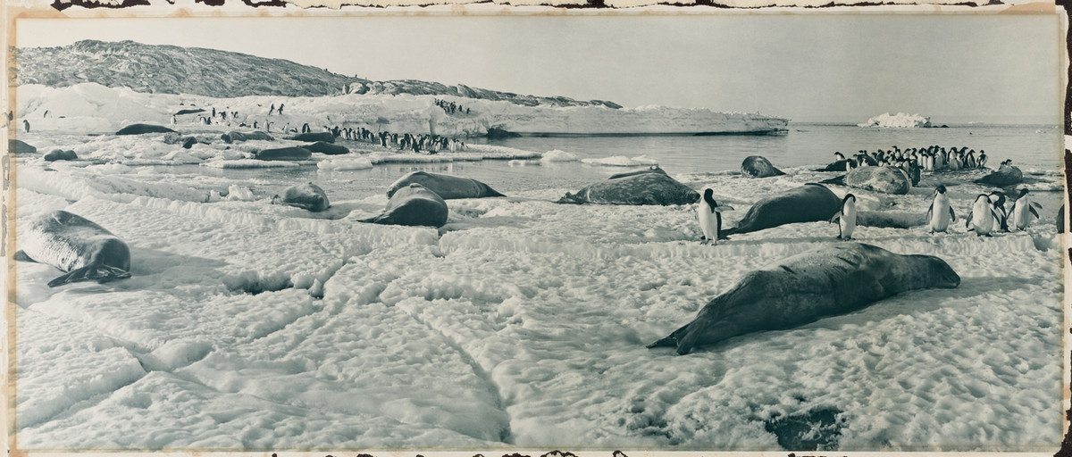 Первая Австралийская антарктическая экспедиция в фотографиях Фрэнка Хёрли 1911-1914 5