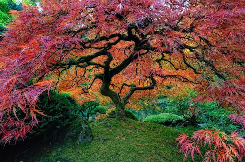 16 великолепных деревьев со всего мира позитив, фото, природа