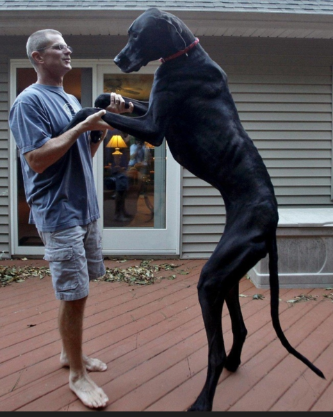 Немецкий Дог: Самая большая собака в мире! животные,интересное,собаки