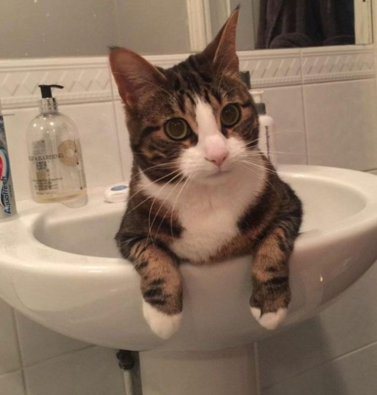 Самые дерзкие и нахальные коты, которые не собираются никого слушать! Самые дерзкие и нахальные коты, которые не собираются никого слушать!