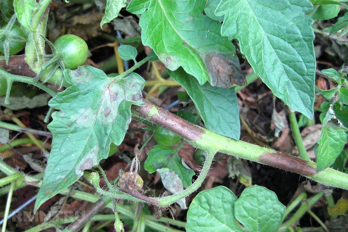 Серая гниль на листьях томатов фото