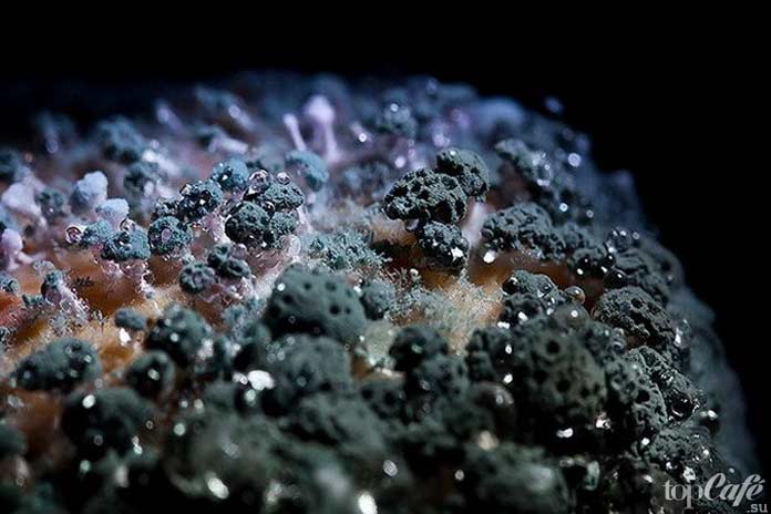 умная плесень