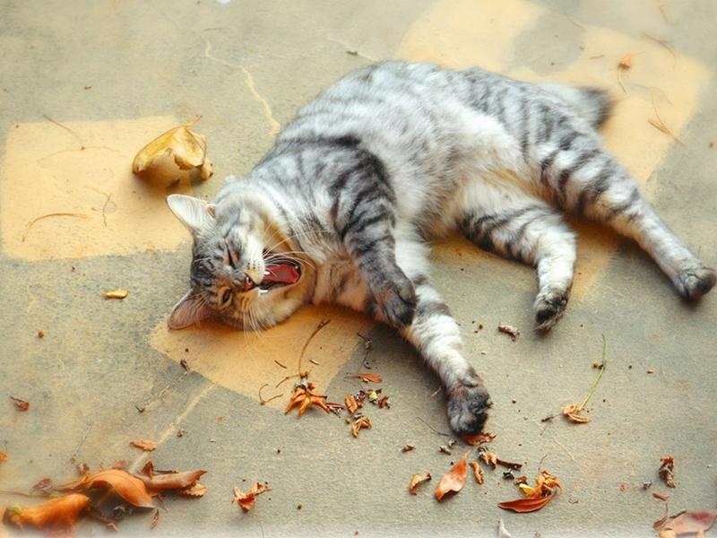 Самые дерзкие и нахальные коты, которые не собираются никого слушать! Самые дерзкие и нахальные коты, которые не собираются никого слушать!