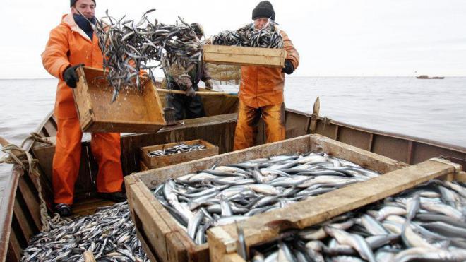 В Украине на 5 лет установили квоты на вылов рыбы