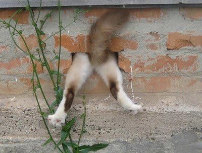 Хозяин, выпусти! 