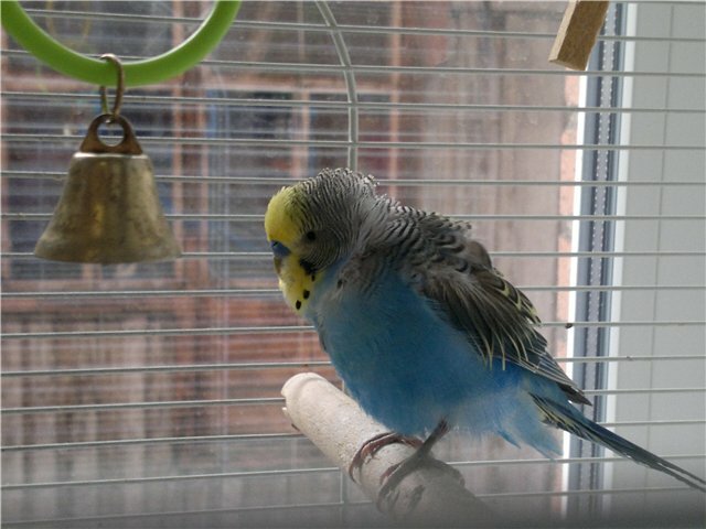 МурКис де Блох, или забавные прозвища наших питомцев 