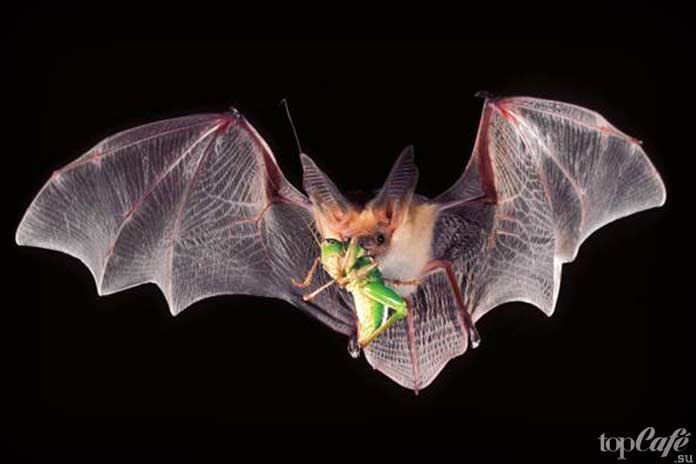 Интересные факты о летучих мышах: Рацион питания