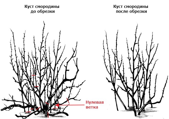Пример обрезки куста черной смородины