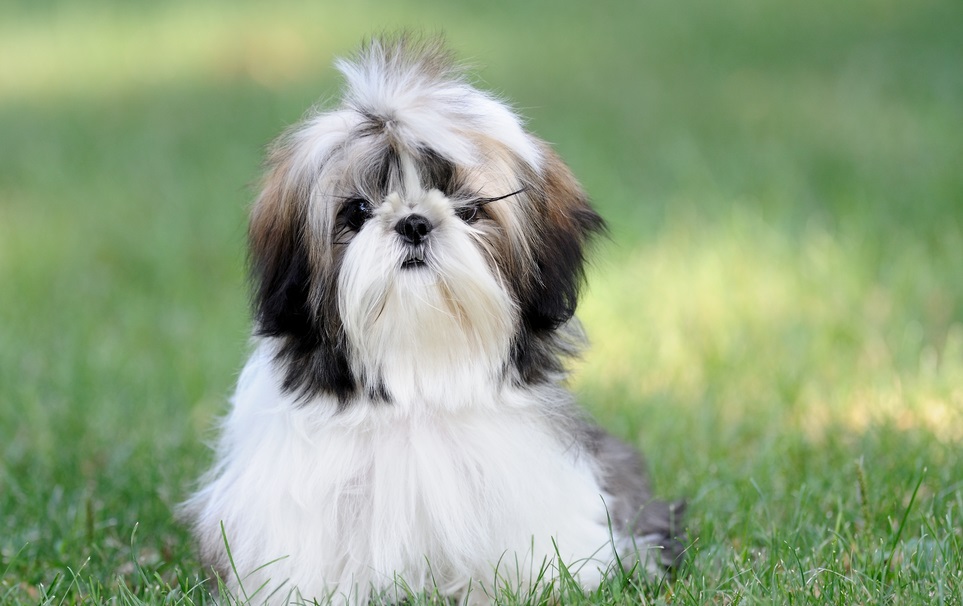 Нелиняющие породы собак: 20 гипоаллергенных пород домашние животные,здоровье