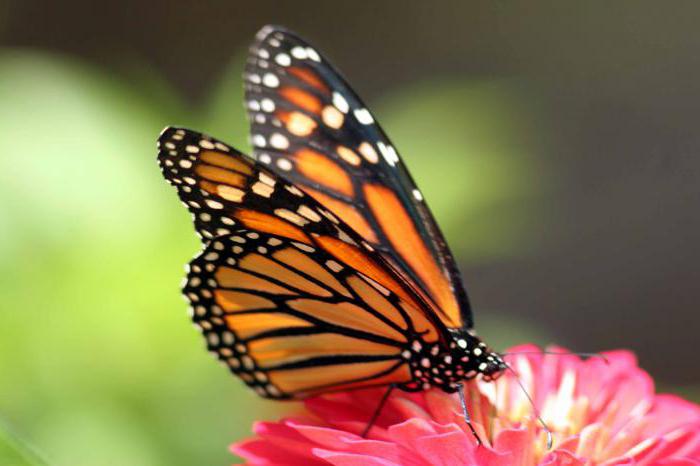 Как питаются бабочки: что едят в дикой природе и в домашних условиях?