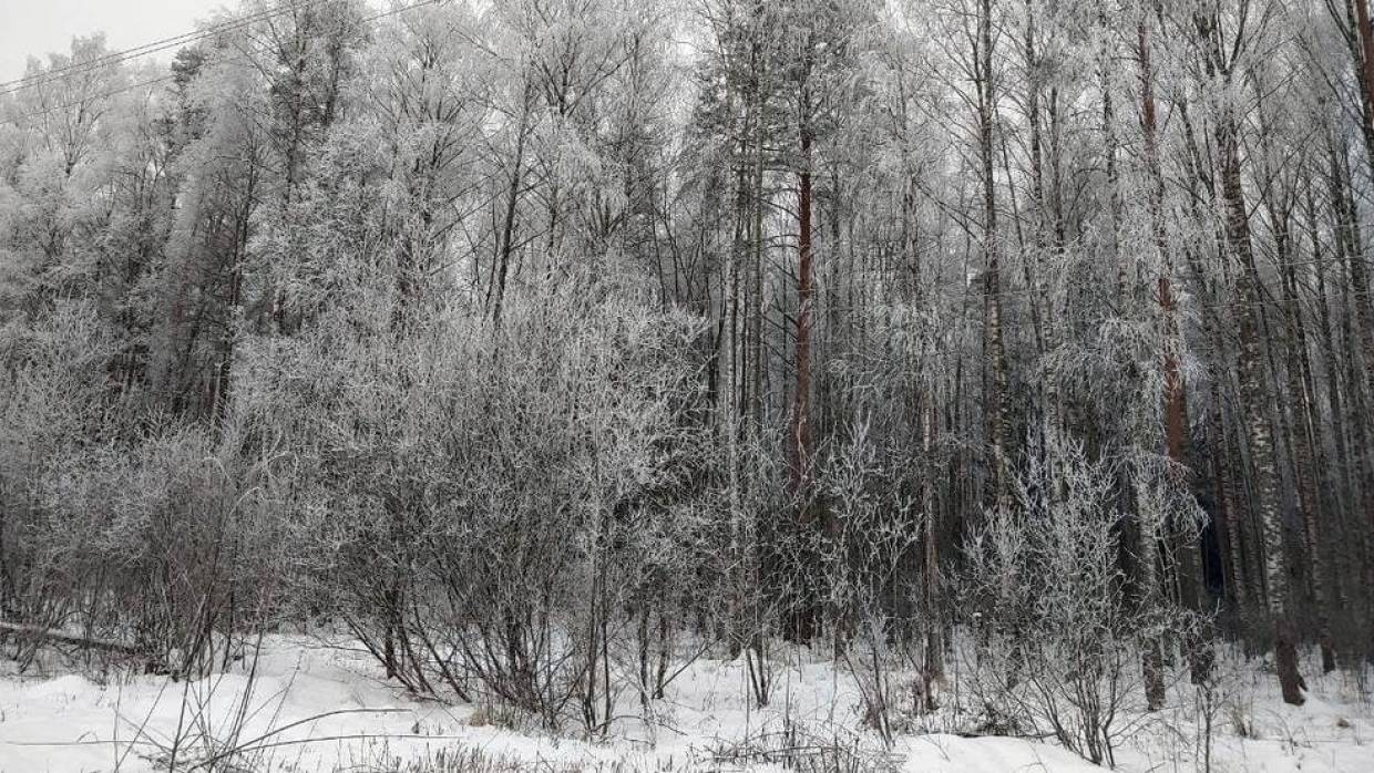 Полицейские спасли едва не замерзшего в лесу пенсионера в Подмосковье Происшествия