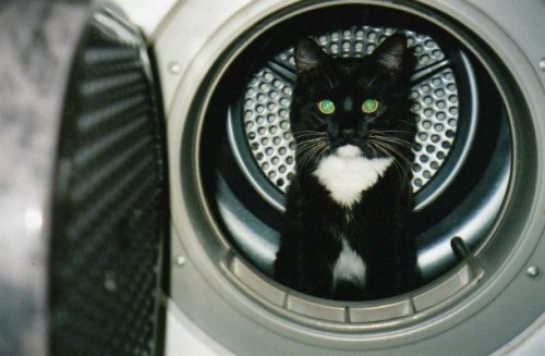 23 наглядных фотодоказательства того, что кошки ведут себя, как люди 23 наглядных фотодоказательства того, что кошки ведут себя, как люди