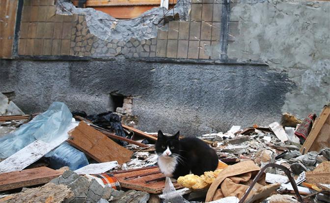 Котят и кошек забивали палками, рубили лопатой. Украинский режим делает из людей настоящих садистов и отморозков