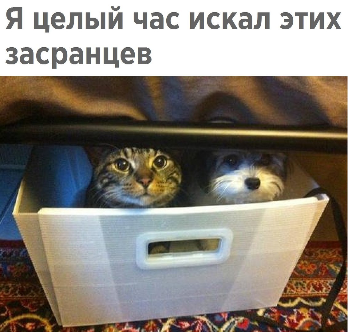 Смешные волк, картинки приехали внуки