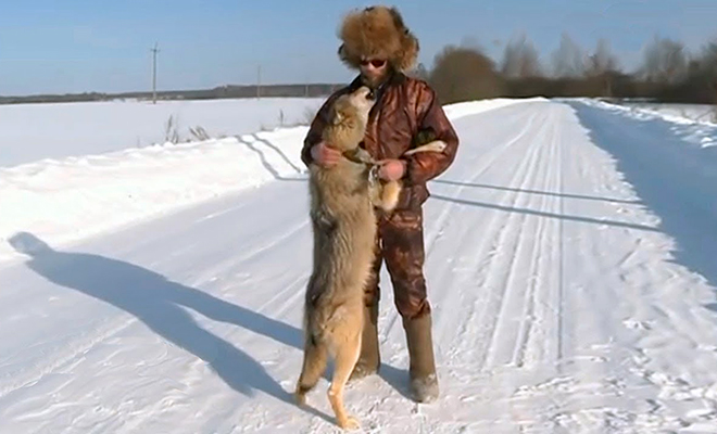 Редкий случай: мужчина помог волку и теперь он не уходит. Видео дороге, мужчина, ночью, собой, дворе, перед, затем, увидел, мужчины, глаза, перенес, другом, показывался, предпочитая, оставаться, своем, месте, месяца, полтора, почти