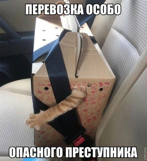 Лучшие фотомемы