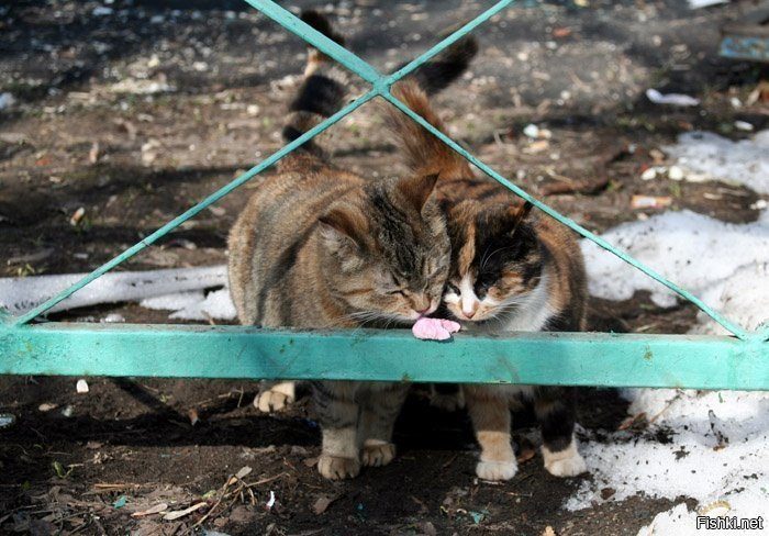 Кошачий фотопозитив. Надеюсь, вы оцените по достоинству и эту подборку животные