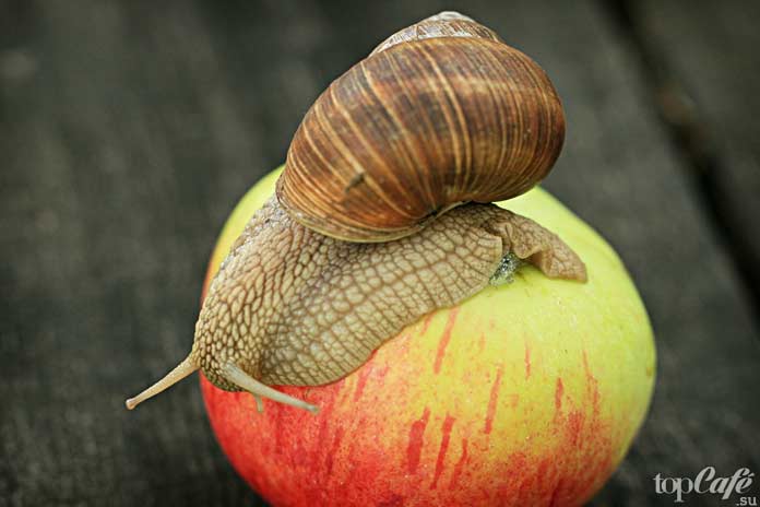 Интересные факты об улитках: Сильные