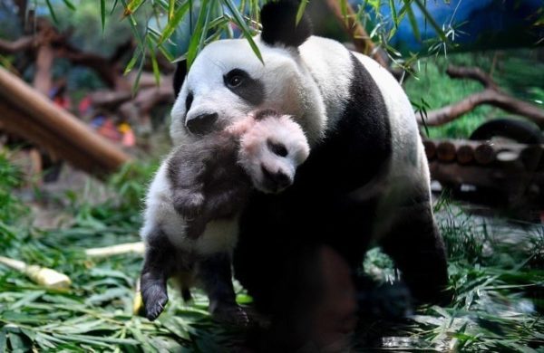 Смотрите как панда ласко нянчит своего детеныша