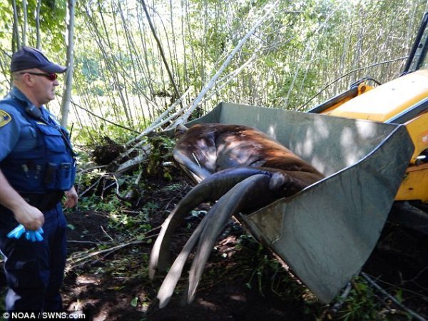 Морской лев, который не хотел возвращаться в океан, наконец вернулся в воду