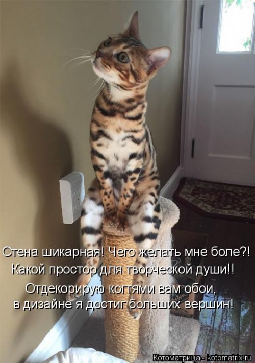 Свежая котоматрица для всех (16 фото)
