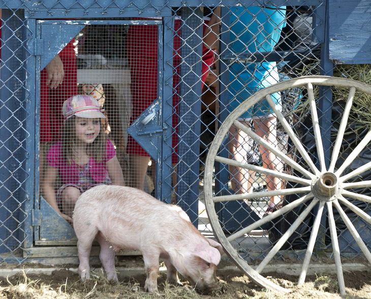 Как прошел свинский фестиваль в Квебеке
