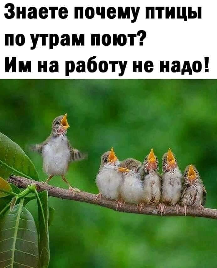 Юмор из интернета 611 Юмор из интернета 611 добрый,позитив,смех,улыбки,юмор