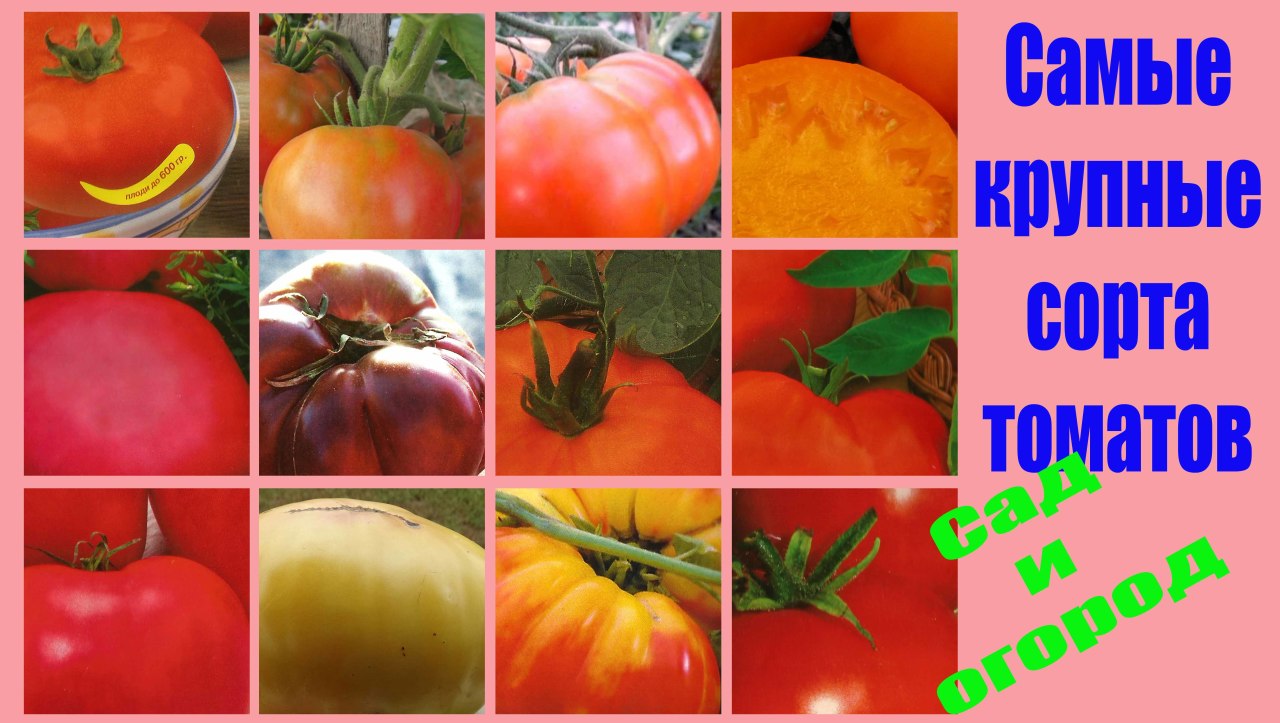 Крупные сорта томатов описание. Томаты суперранние низкорослые сорта. Томат сибирский крупноплодный. Сорт томатов бычье сердце. Томат пудовик севрюга.