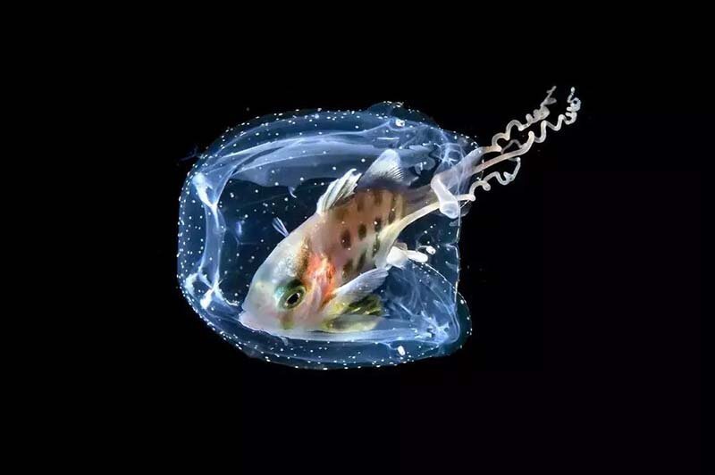 Потрясающие снимки-победители и призёры фотоконкурса «Through Your Lens» Потрясающие снимки-победители и призёры фотоконкурса «Through Your Lens» мир