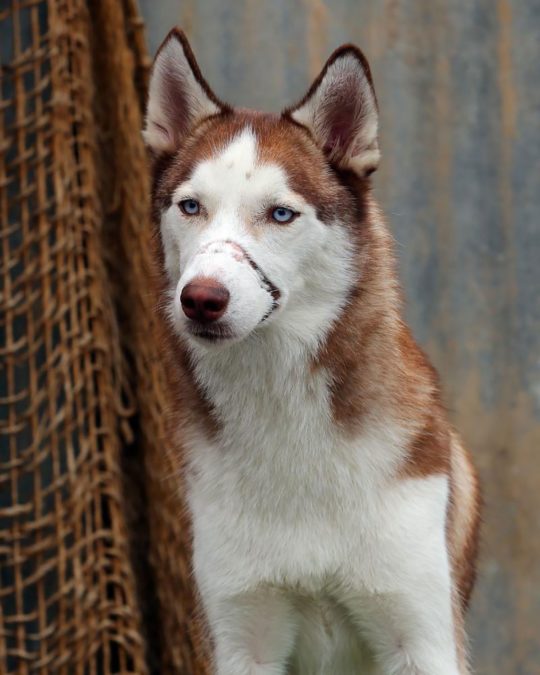 Patroit the dog