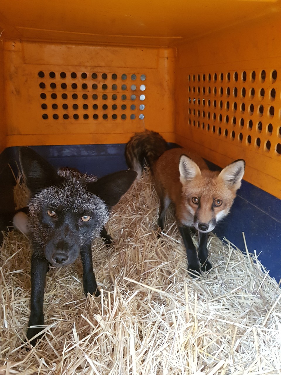 У любителя зверушек изъяли 113 экзотических домашних животных после ссоры с женихом У любителя зверушек изъяли 113 экзотических домашних животных после ссоры с женихом животные