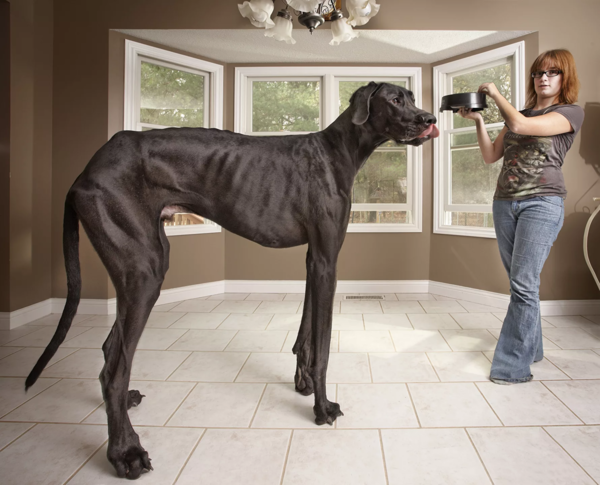 Немецкий Дог: Самая большая собака в мире! животные,интересное,собаки