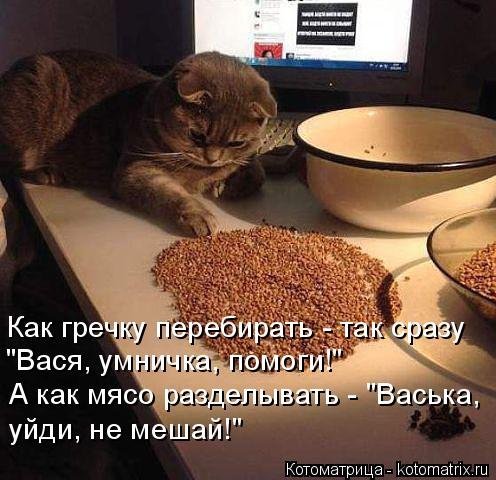 Лучшая котоматрица этой недели позитив