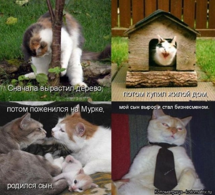 ВЕСЁЛЫЕ ЗВЕРЮШКИ ))) ВЕСЁЛЫЕ ЗВЕРЮШКИ ))) веселые картинки,животные,позитив,Смешные животные