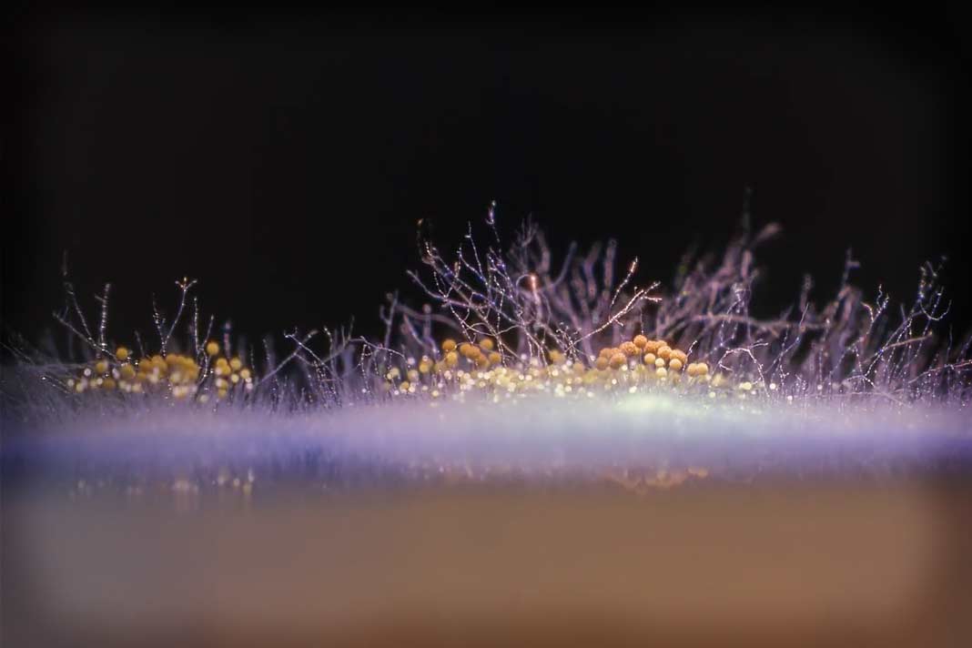 факты о плесневелых грибах: Плесень