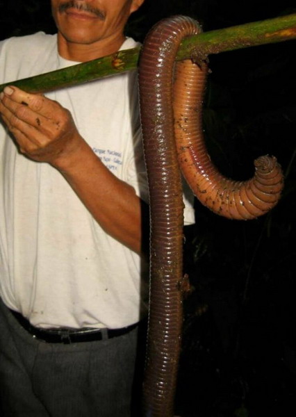 Зверский юмор Зверский юмор