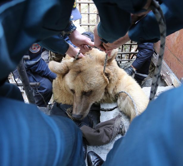 В Армении спасли медведей, которых держали в клетке возле ресторана для потехи публики