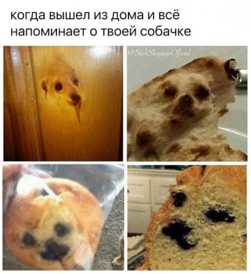 Лучшие фотомемы