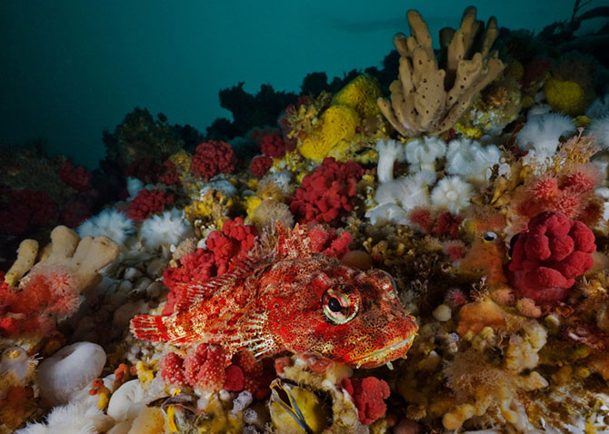 На глубине холодного моря Глубина,море,Тихий океан,фотографии