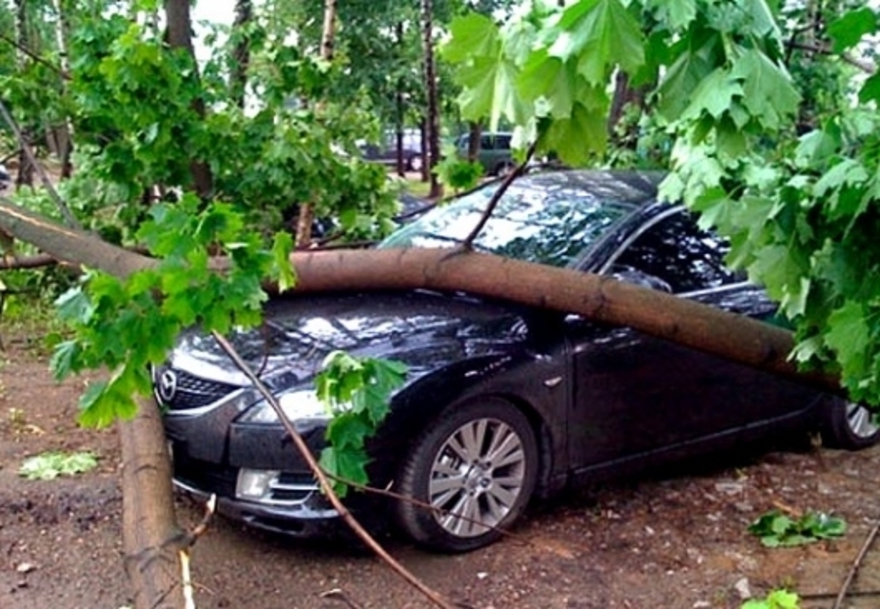 Что делать если на машину упало дерево