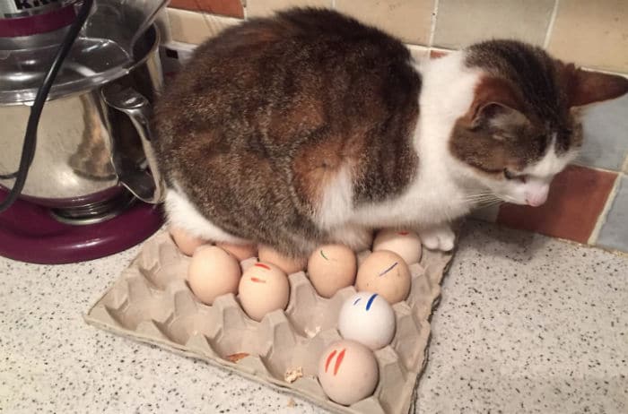 кот сидит на лотке с яйцами
