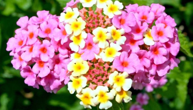 11 лучших ампельных цветов и растений для сада