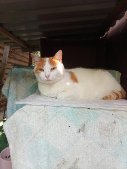 А вот и мои дальние подопечные, к которым продолжаю ходить, каждый день!