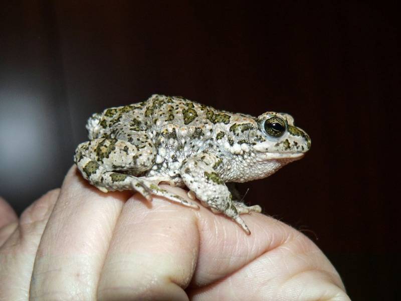 Пуштунская жаба  (Bufo baturae) 