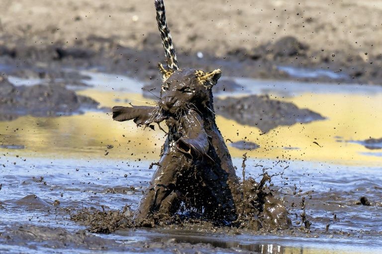"Она [самка леопарда] целенаправленно направилась к воде, нырнула в грязь и с первой же попытки вытащила сома" грязь, животные, леопард, мир, охота, рыба, фото
