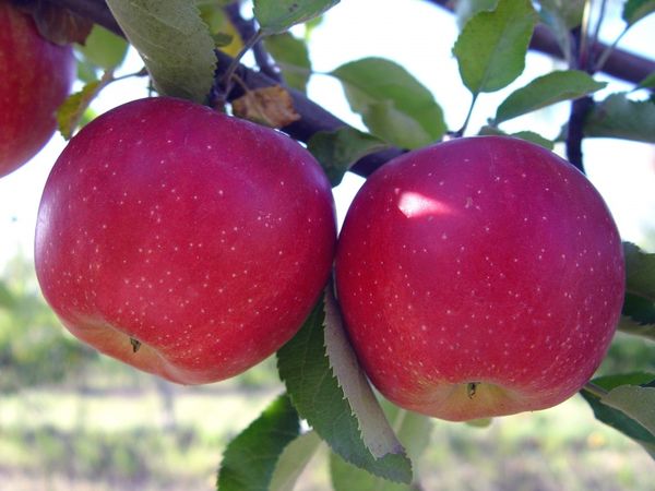 летние сорта яблок лучшие