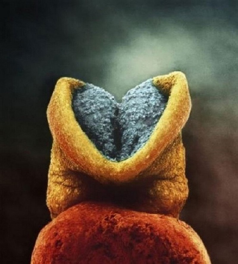 Это удивительно! Фото, которые раскрывают тайну зарождения жизни Это удивительно! Фото, которые раскрывают тайну зарождения жизни