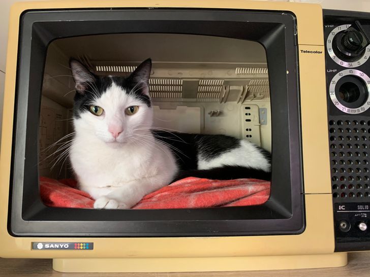 черно-белый кот сидит в телевизоре